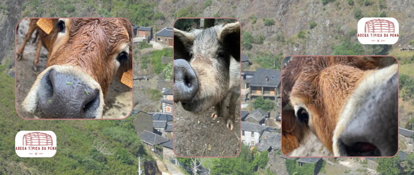 Adega Típica da Pena Restaurante  